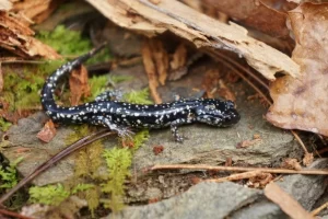 Sequoyah-Slimy-Salamander-on-forest-floor