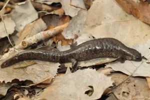 Smallmouth salamander on the forest floor