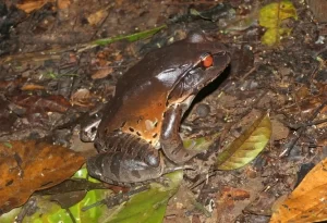 Smoky jungle frog