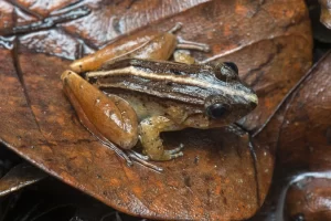 Smooth Guardian Frog Limnonectes palavanensis