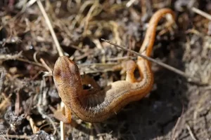 Smooth Newt Juvenile