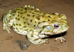 Sonoran desert toad