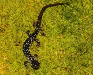 Southeastern slimy salamander