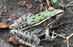 Southern leopard frog