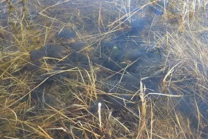 Southern leopard frog Lithobates sphenocephalus egg masses