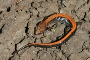 Southern red backed salamander