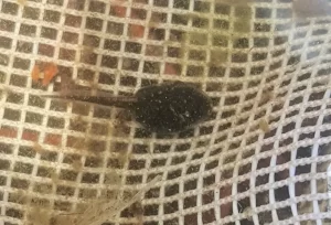 Southern toad tadpole with net in background