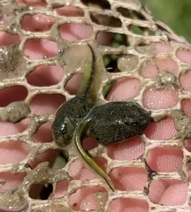 Southern toad tadpoles on a net