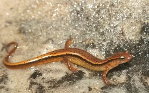 Southern two lined salamander 