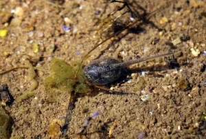 Spadefoot toad tadpole