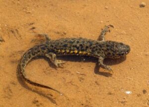 Spanish ribbed newt