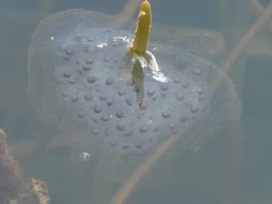 Spotted Salamander Eggs