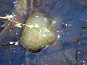 Spotted Salamander egg mass