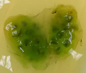 Spotted Salamander egg mass colonized by algae