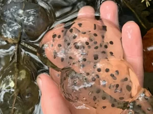 Spotted Salamander egg mass holding its shape