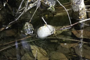 Spotted Salamander egg mass with an opaque white coloration