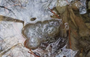 Spotted Salamander egg mass with jelly around the eggs