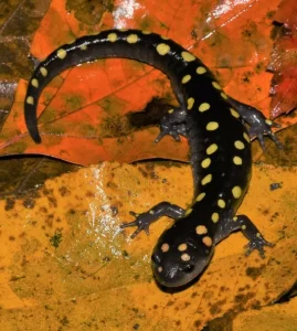 Spotted Salamander emerging from hibernation