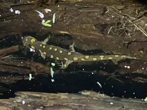 Spotted Salamander in a breeding pond