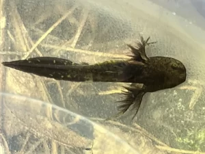 Spotted Salamander larvae