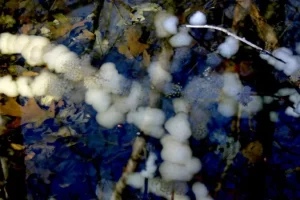 Spotted salamander egg masses with a cloudy white coloration