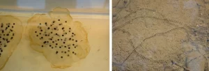 Spotted salamander eggs vs cane toad eggs