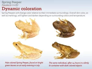 Spring peeper (Pseudacris crucifer) dynamic color change