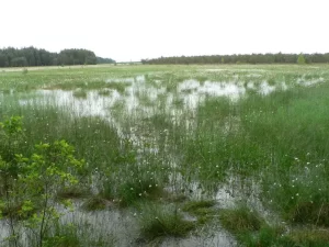 Spring peeper breeding habitat