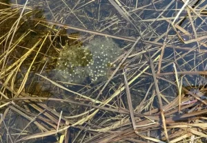 Spring peeper eggs in a shallow pond