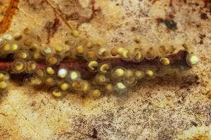 Spring peeper eggs laid on a stick