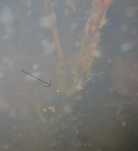 Spring peeper eggs on the bottom of a shallow pond