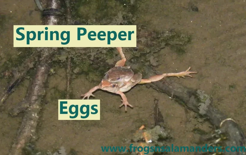 Spring peeper eggs