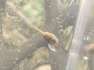 Spring peeper tadpole top view