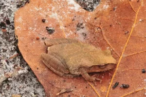 Spring peepers can blend into their environments