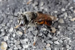 Stingless bee