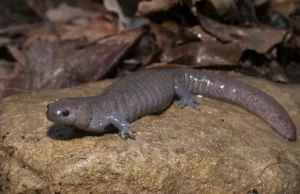 Streamside salamander on a wet rock