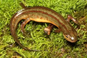 Stripped newt