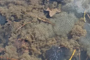 Submerged frog eggs