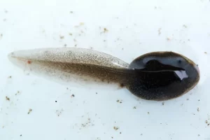 Tadpole with internal gills