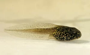 Tadpoles also breathe through the thin and highly vascularized skin of their tails