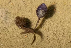 Tadpoles have gills and can breathe underwater