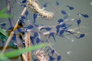 Tadpoles in pond eating plants