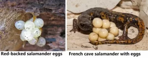 Terrestrial salamander eggs