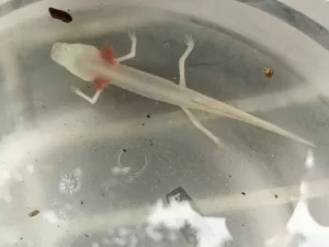 Texas blind salamander