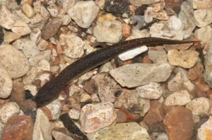 Texas salamander Eurycea neotenes