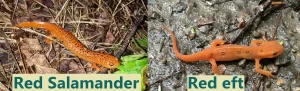 The red salamander may be a mimic of the more toxic eastern newt