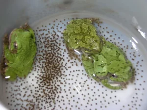 Three Gray tree frogs with eggs