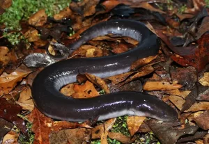 Three Toed Amphiuma Amphiuma Tridactylum