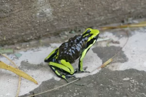 Three striped poison frog Ameerega trivittata transporting its tadpoles