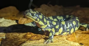 Tiger salamander